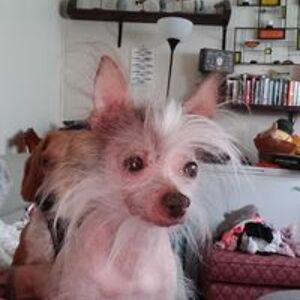 patrice_currah avatar