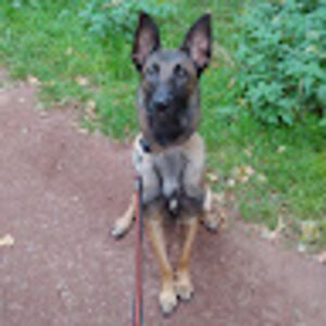 luanamoonlight avatar