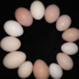 ladiebugchikon avatar