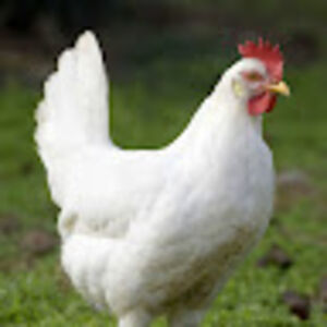 avatard_chiken avatar