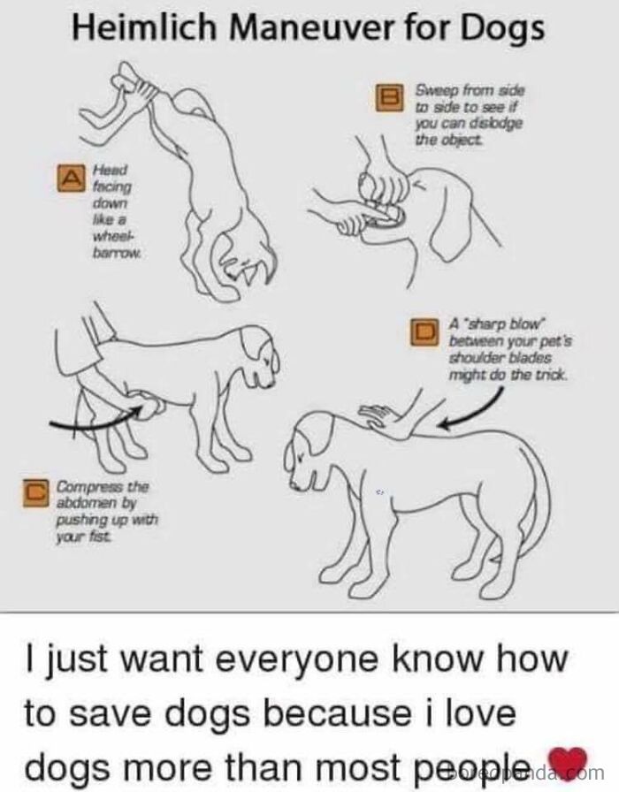 Heimlich Manover For Dogs