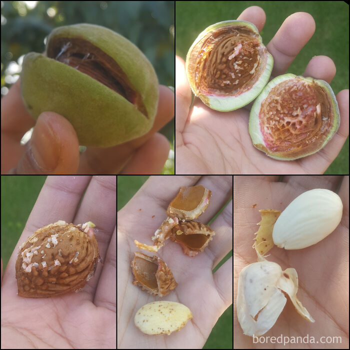 How To Get The Edible Part Of An Almond After Picking It From A Tree