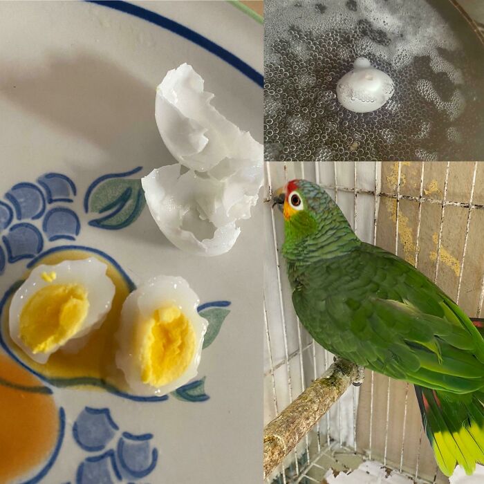 My Parrot Laid An Egg, It’s Unfertilized So I Ate It