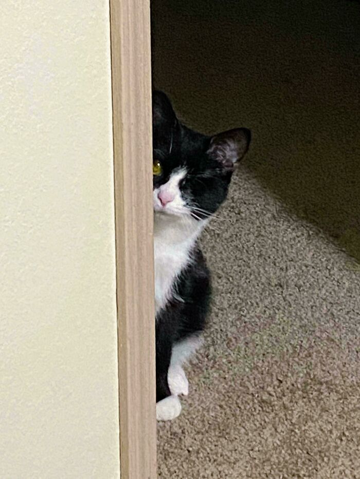 My Cat Has One Eye And This Is How She Peeks Around Corners