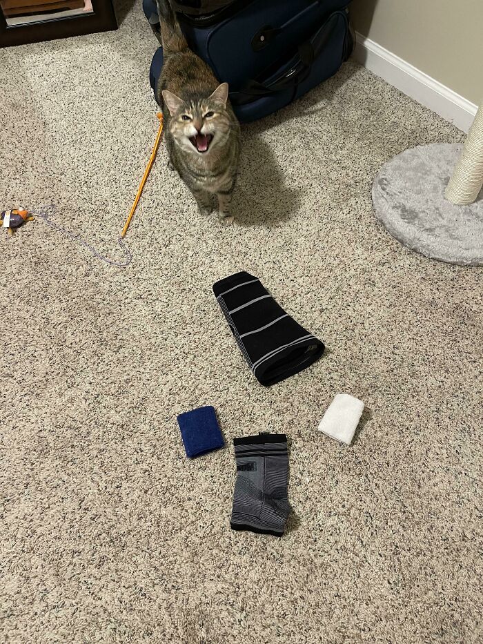 My Cat Proudly Showing Me All Of The Stuff She Carried Up Two Stories Into Our Room While We Slept Last Night