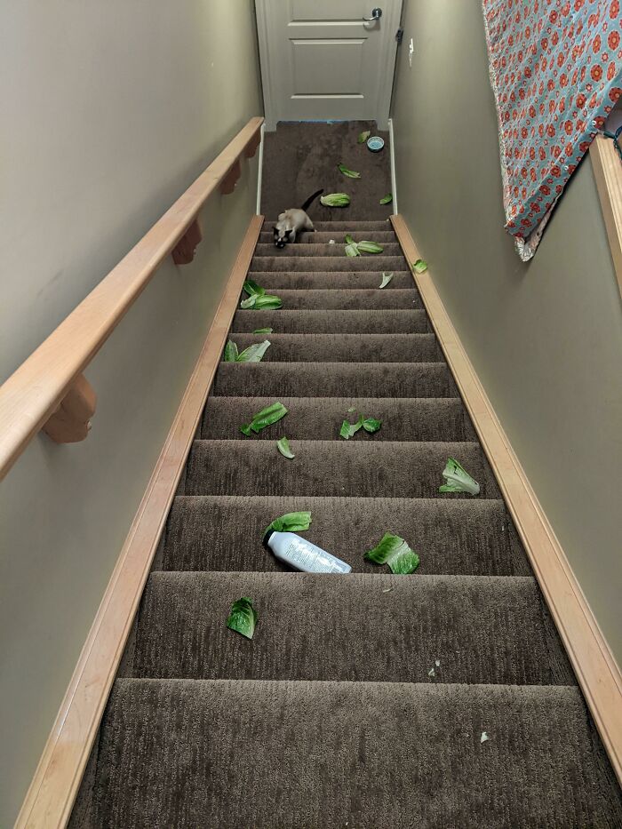 My Shopping Bag Broke At The Top Of The Stairs And The Lettuce Made A Run For It
