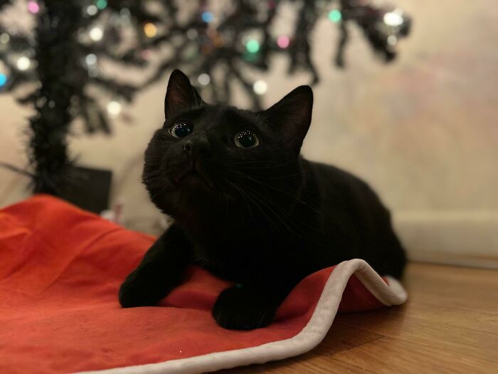 Oliver Is Unsure Of What To Do With His First Time Under The Tree