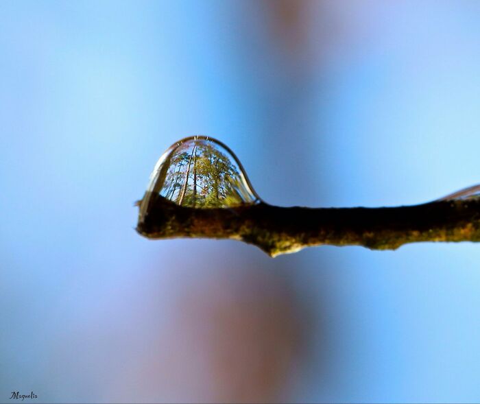 Reflejo de los árboles en una gota de agua