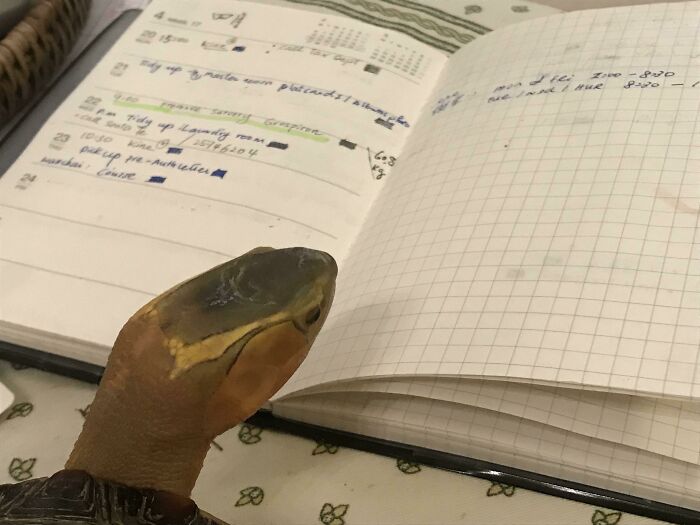 My Turtle Doin My Taxes For Me