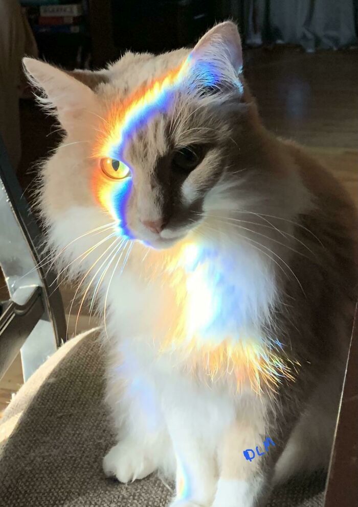 Reflecting From Window. Rainbow Cat