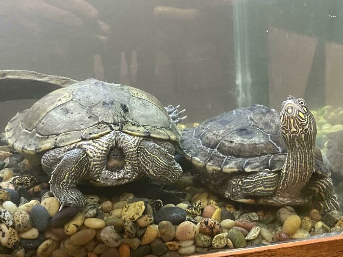 Bonnie And Clyde Are Two Very Different Turtles In The Morning