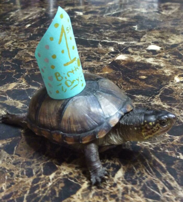 My Turtle Turned A Year Old Today