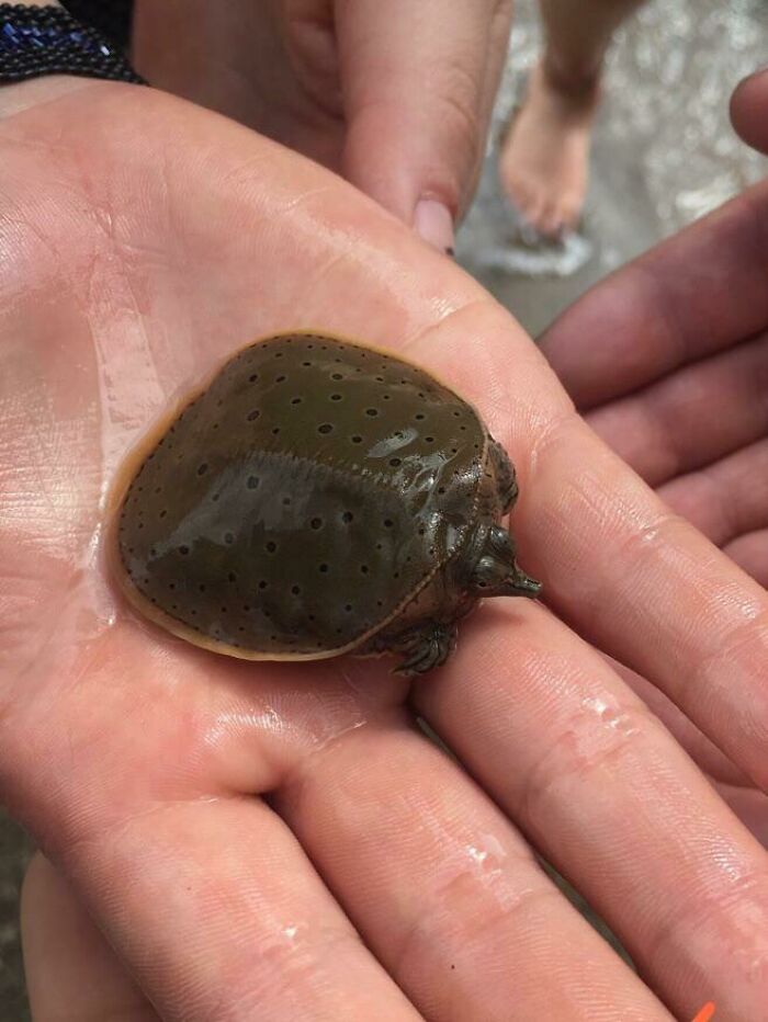 Found A Little Softshell Turtle At The Lake Today