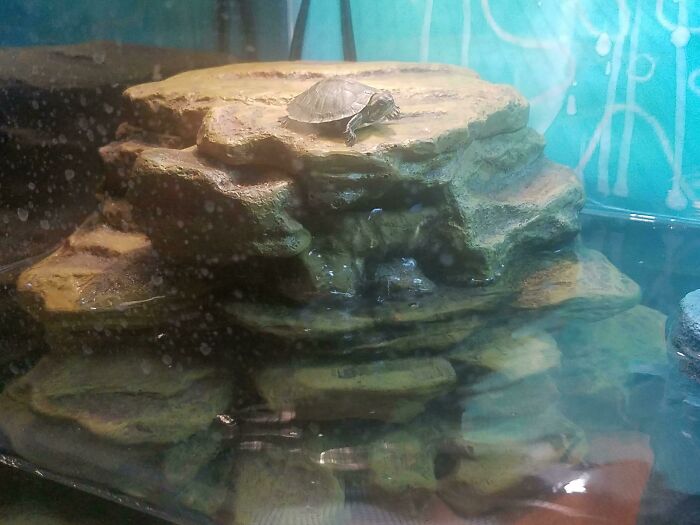 Somehow My New Turtle Climbed The Mountain In His Aquarium
