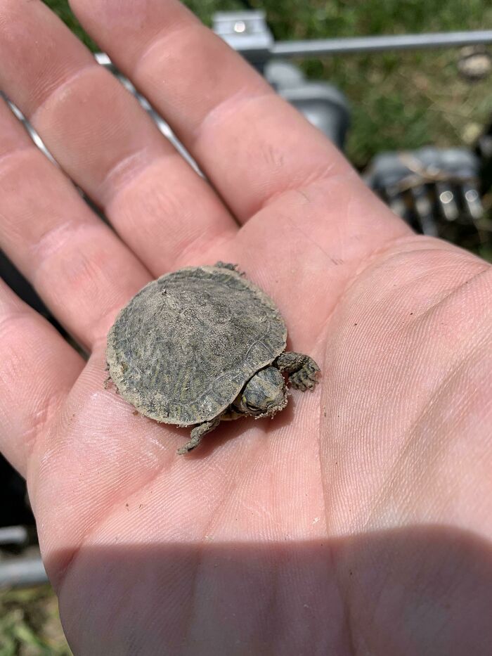 Found A Baby Turtle At Work Today