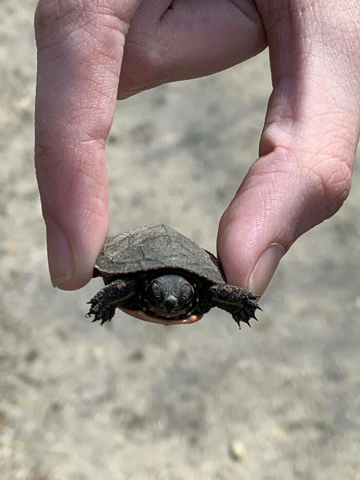 Went Hiking A While Ago And Found A Baby Turtle In The Middle Of The Path. It Was So Small I Almost Missed It (Fingers For Scale)