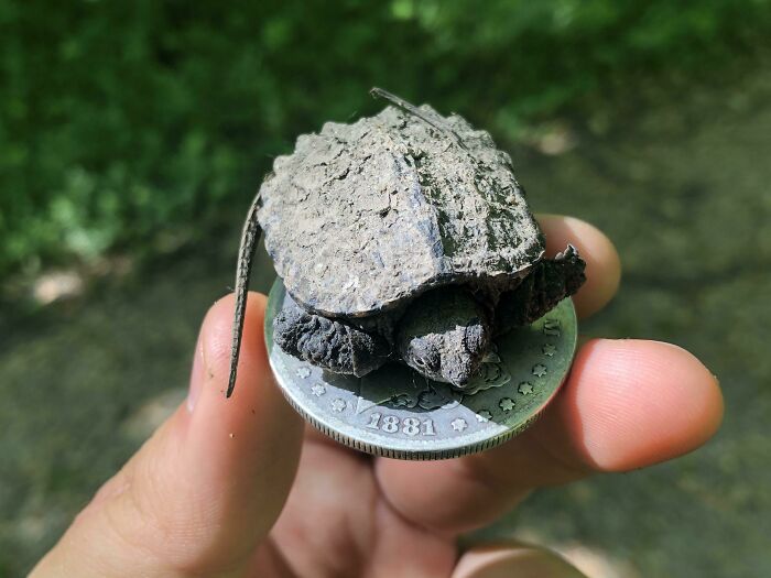 Tiny Turtle (Coin For Scale)