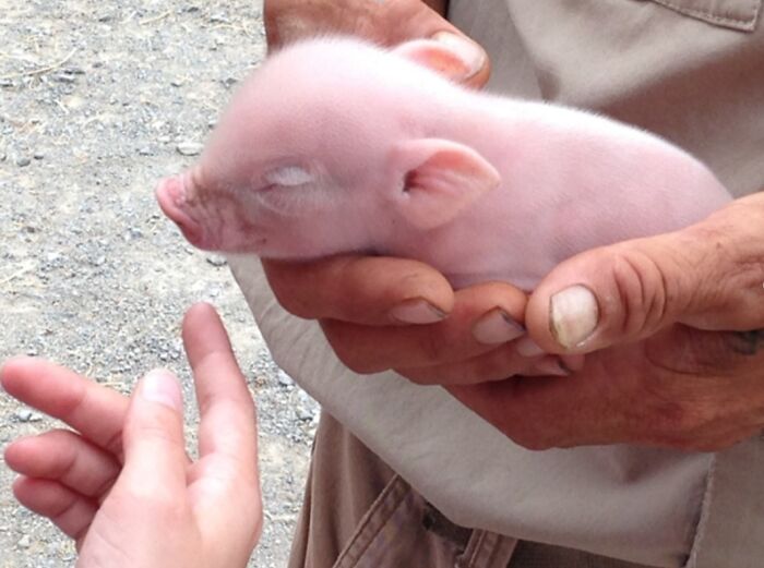 Not Enough Piglets In Aww, This One Is Ten Hours Old