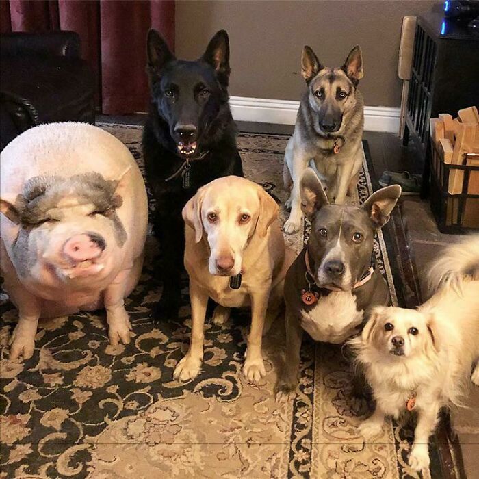 A group of five dogs and one fat pig in a room