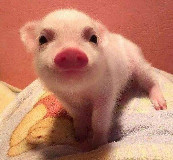 Happy piglet on a blanket