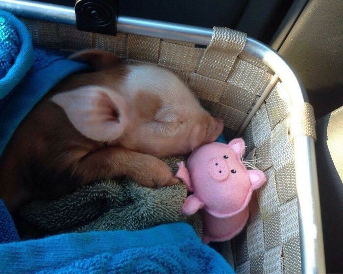 Piglet is sleeping with a pig plush toy
