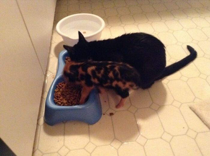 Black cat and piglet eating cat food from blue container at home