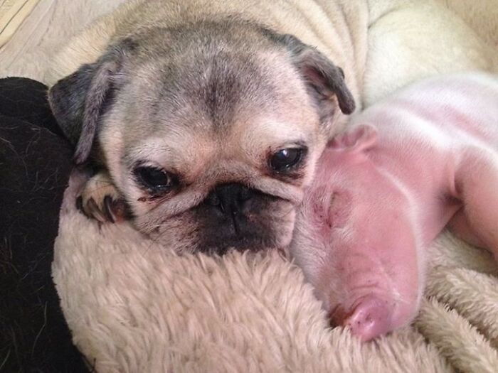 Pug lying with a piglet in soft blanket