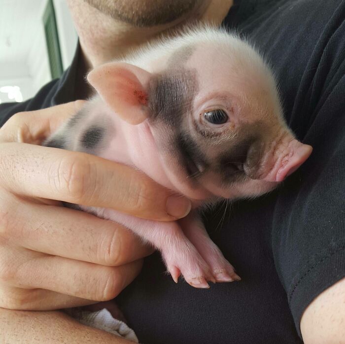 Met This Fellow Today... Meet Ollie, Our Baby Pig!