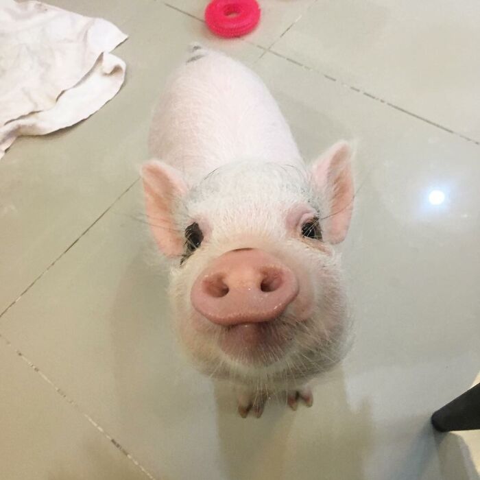 Meet Bob, Pig In The City