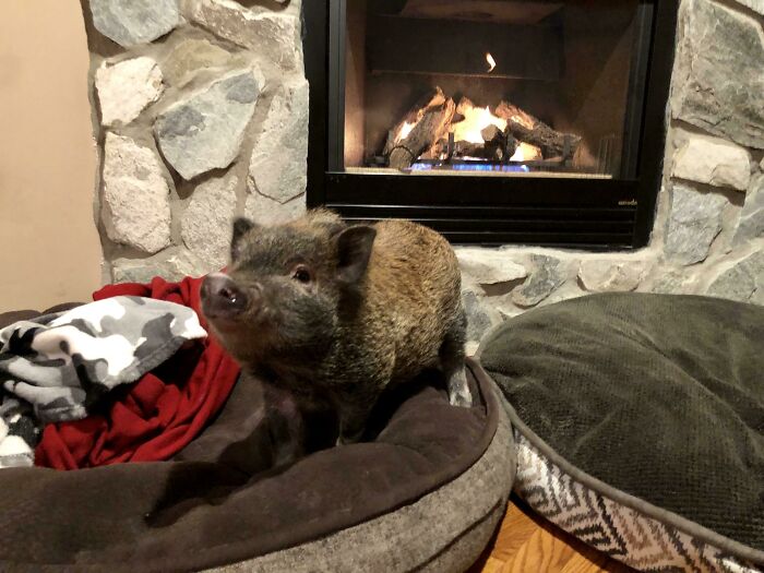 Warming His Piggy Buns