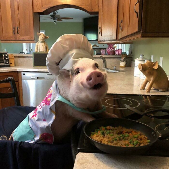 Pig smiling in a chef's wear near the cooking desk and a pan with cooked food in it