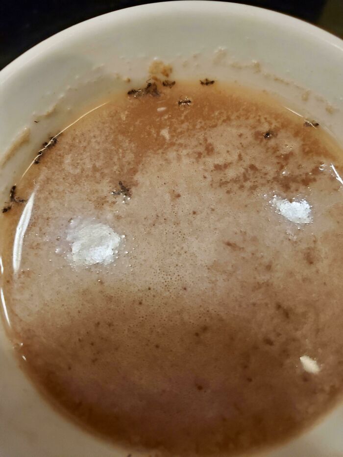 First Day Back To College And The Hot Chocolate Machine Had Ants Inside It