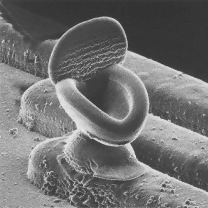 Un inodoro microscópico creado para un concurso de micrografía y sí, lo ganó