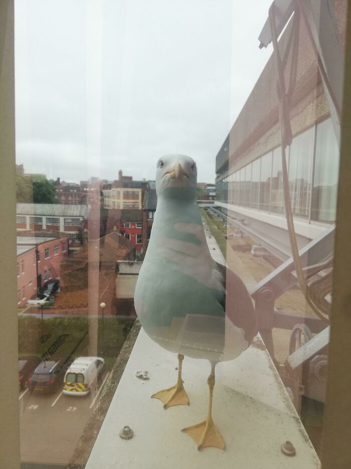 Keeps Pecking The Window And Shouting At Me While I'm Trying To Work