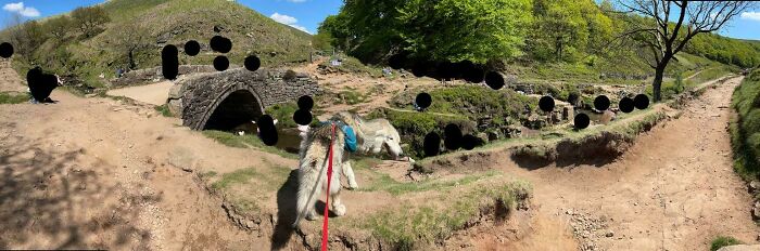 Somewhere In Northern England. My Beautiful Dog, Who Has Been Deformed By iPhone Panoramic Photo Mode
