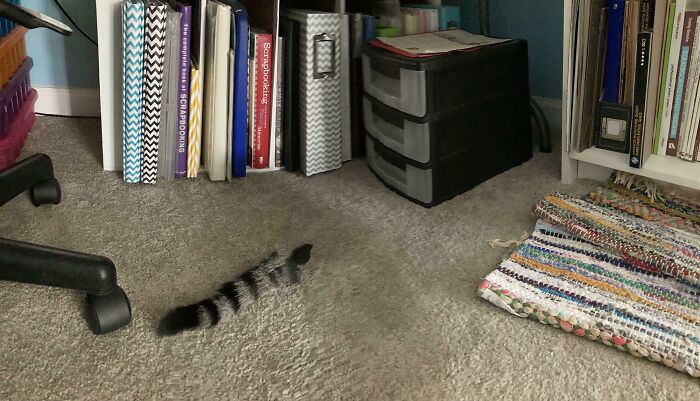 I Was Trying To Take A Cool Panoramic, And The Cat Ran Away