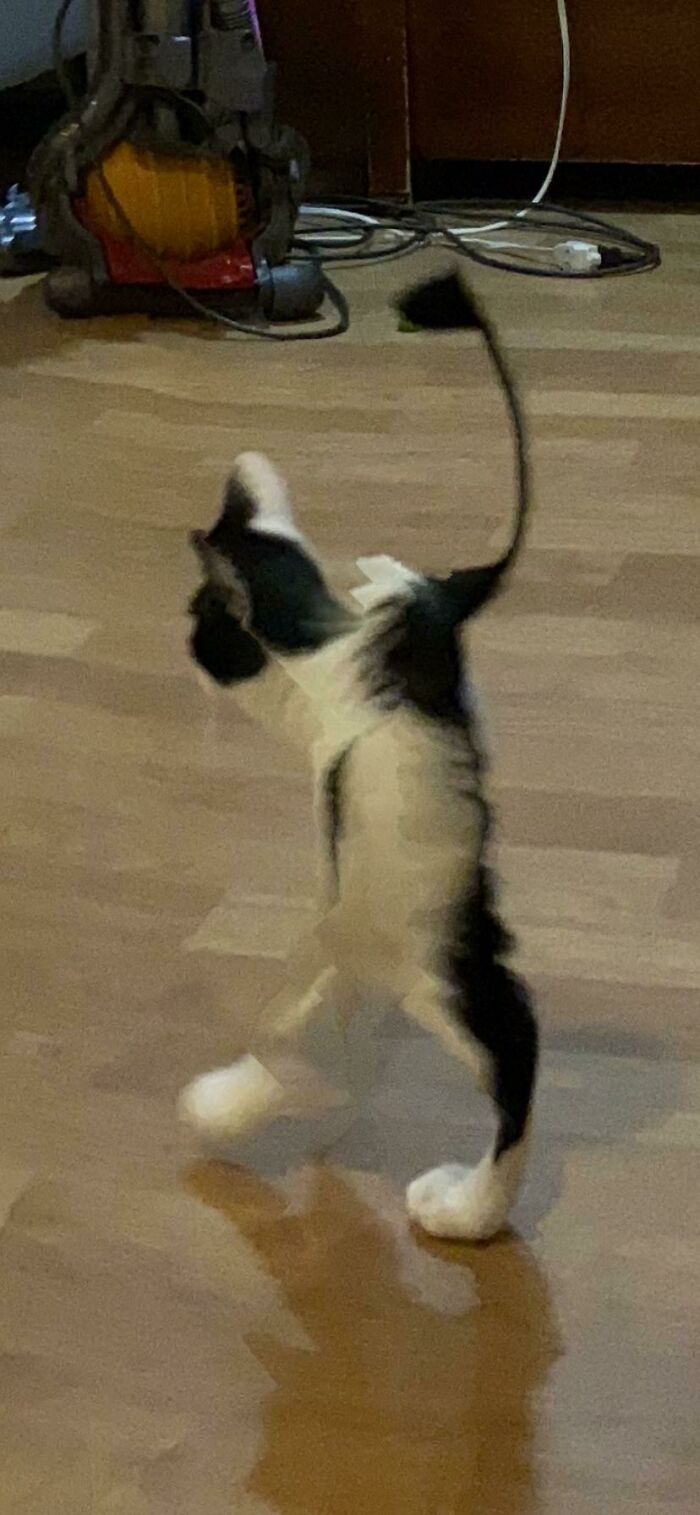 The Best Panorama Of One Of My Cats Oreo So Far