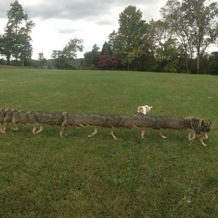 Unearthed A Shot From 8 Years Ago In Which An iPhone Panorama Turned My Dog Into A Centipede