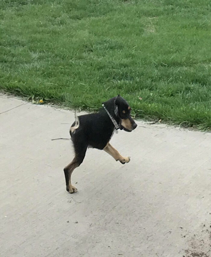 A Panorama Done As A Dog Is Walking Past