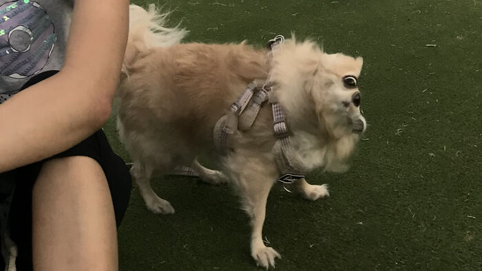 I Tried Panorama To Take A Picture, My Dog Is Evolving Into His True Form