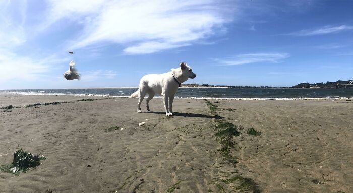 Just A Cute Panoramic Of My Dog... Until I Realized Half Of Her Face Was Still In The Sky
