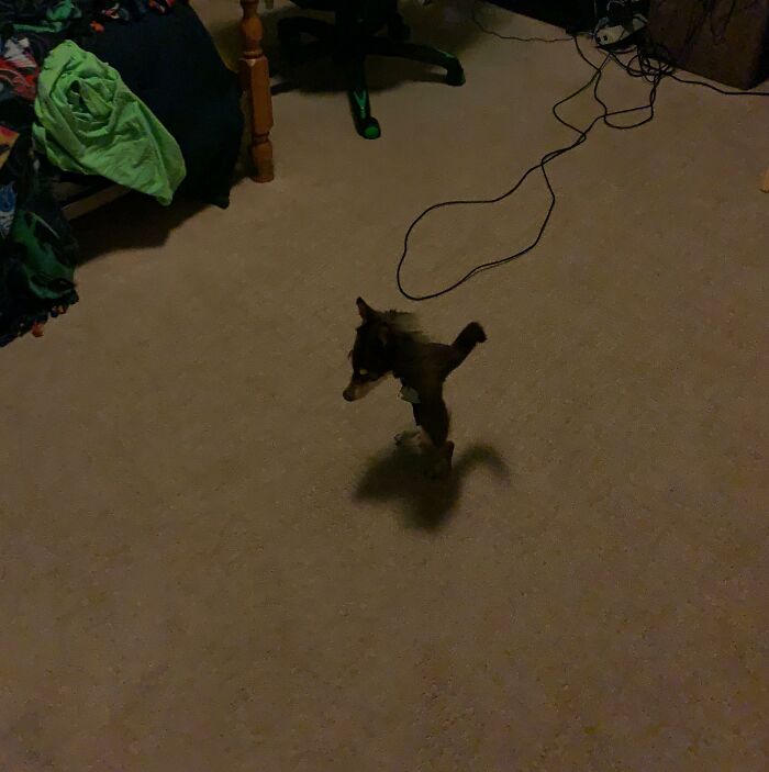 Was Taking A Panoramic Of My Dog But She Started Moving And Ended Up With This