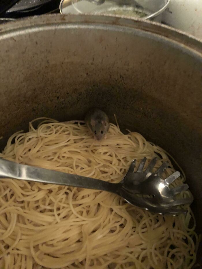 Came Home After A Long Shift, Went To Get Some Food, A Mouse Was In It