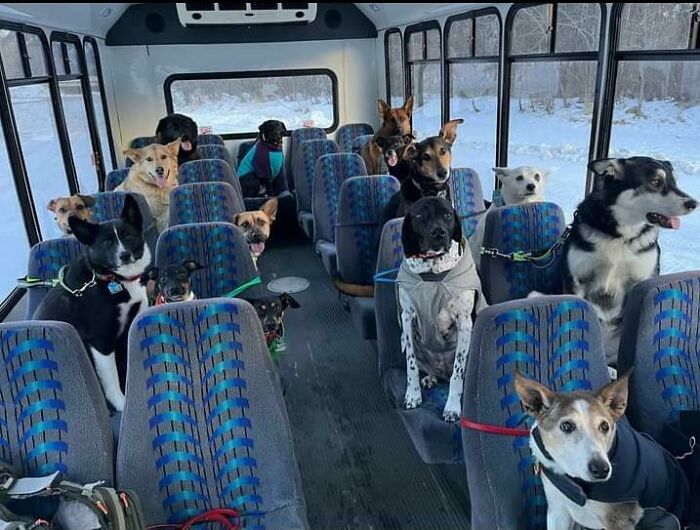 Mi mujer y yo tenemos ¡un autobús para nuestro negocio de perros!