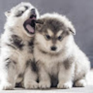 noahmichealcook avatar