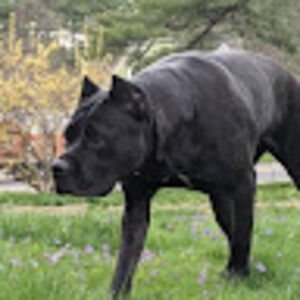 alyssalieberman avatar