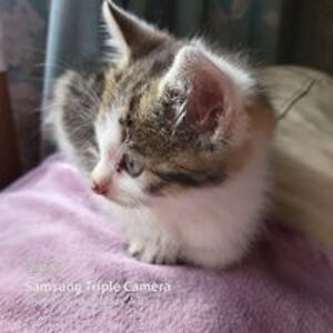 blacktulip2207 avatar