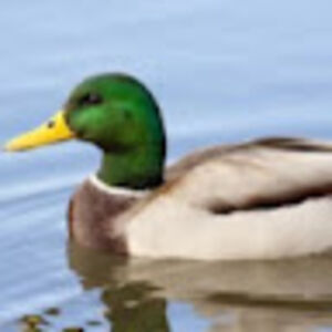 captainduckles avatar