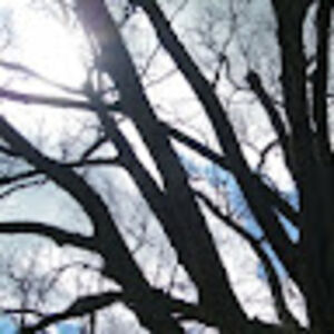 suewilliams_1 avatar