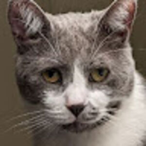 arawenharuka_1 avatar